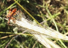 Rhynocoris