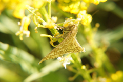 Evergestis frumentalis