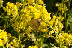 Evergestis frumentalis