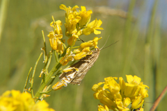 Evergestis frumentalis