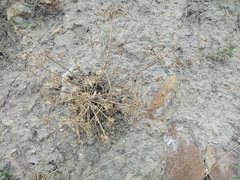 Zosima absinthifolia