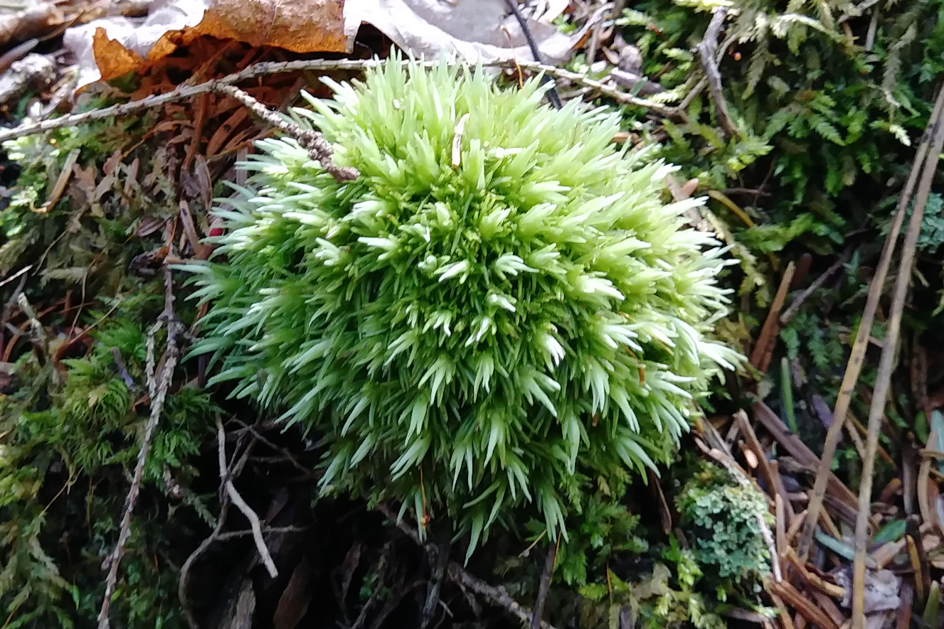 Leucobryum