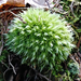 Leucobryum Mosses - Photo (c) rowkey, some rights reserved (CC BY-NC)
