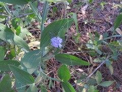 Ceanothus diversifolius