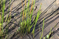 Eleocharis parishii