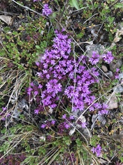 Thymus serpyllum tanaensis