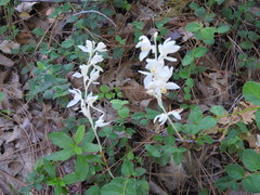 Cephalanthera austiniae