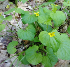 Viola pubescens