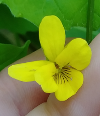 Viola pubescens