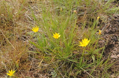Agoseris glauca