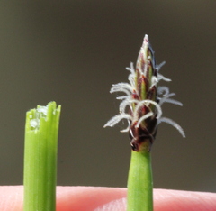 Eleocharis parishii
