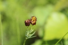 Trifolium spadiceum
