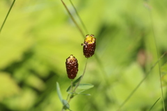 Trifolium spadiceum