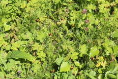 Trifolium spadiceum