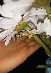 Paramantispa decorata