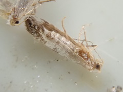 Argyresthia thuiella