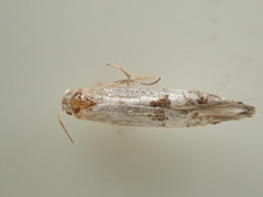 Argyresthia thuiella
