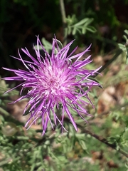 Centaurea deusta