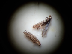 Argyresthia thuiella