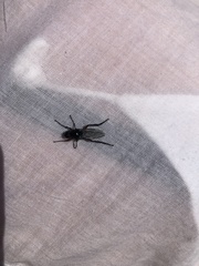 Bibio pomonae