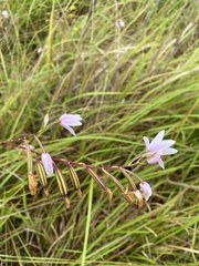 Bletilla formosana