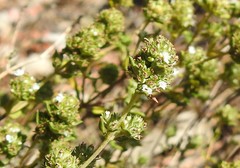 Thymus capitellatus