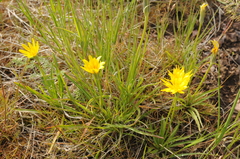 Agoseris glauca