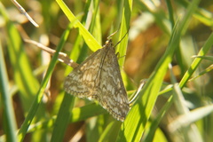 Evergestis frumentalis