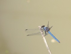 Trithemis furva