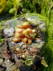 Aplidium turbinatum