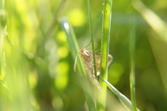 Evergestis frumentalis