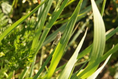 Evergestis frumentalis