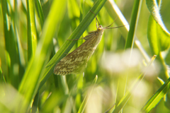 Evergestis frumentalis