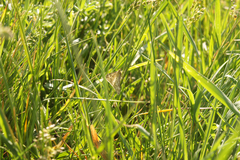 Evergestis frumentalis