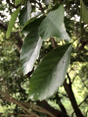 Quercus glauca