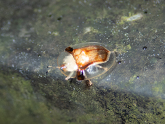 Aspidimorpha furcata