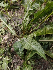Taraxacum officinale