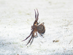 Pycnaxis