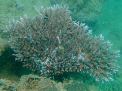 Acropora
