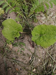 Arctium