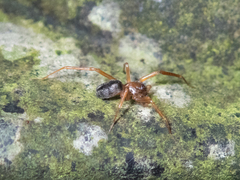 Phrurolithidae