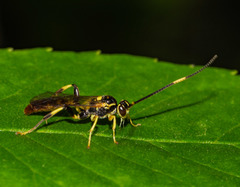Cratichneumon paratus