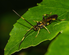 Cratichneumon paratus
