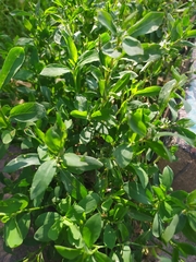 Polygonum aviculare