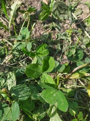 Trifolium repens