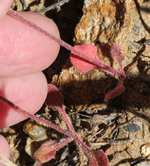 Chorizanthe fimbriata