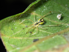 Thwaitesia glabicauda
