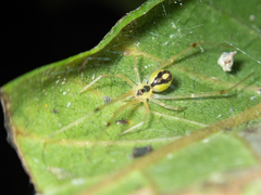 Thwaitesia glabicauda