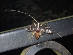 Acalolepta permutans