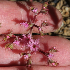 Chorizanthe fimbriata